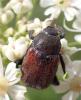 Hoplia philanthus philanthus